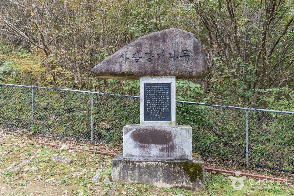 괴산 사담리 망개나무 자생지