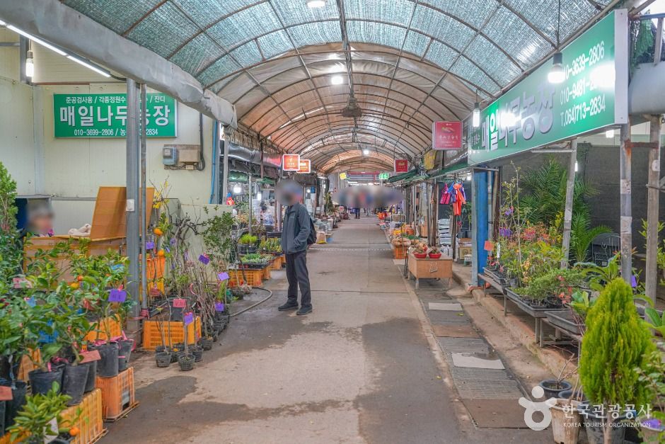 제주시민속오일시장 (2, 7일)