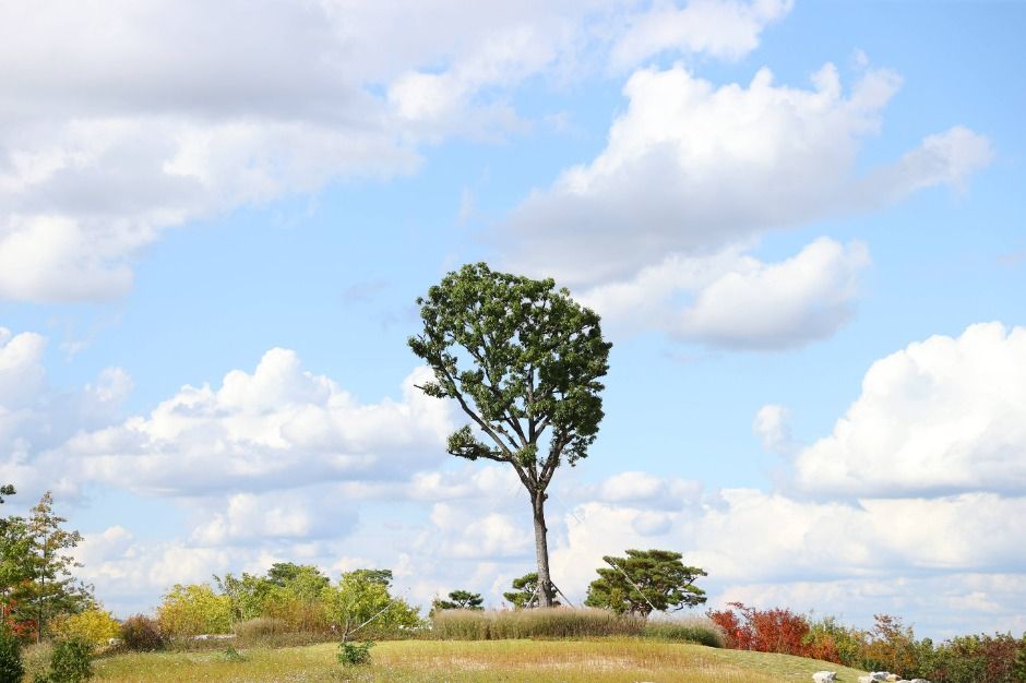 충주 시민의 숲
