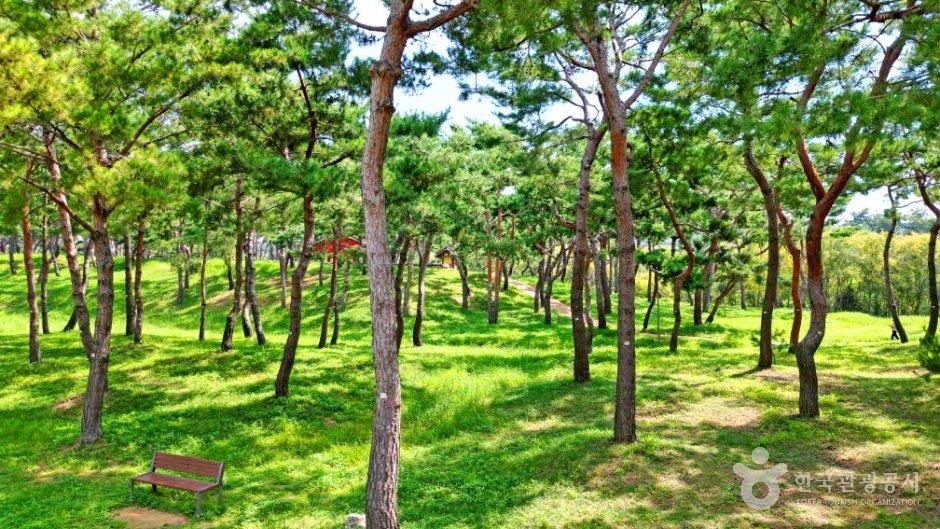 thumbnail-공주 고마나루-13