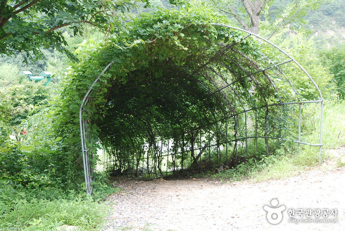 Jangnyeongsan Natural Forest (장령산자연휴양림)