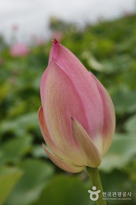 Buyeo Seodong Lotus Festival (부여서동연꽃축제)