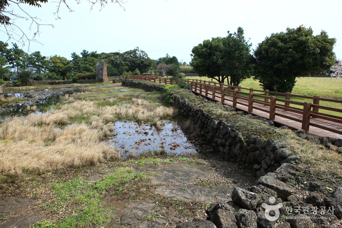 [제주올레 2코스] 광치기-온평 올레7