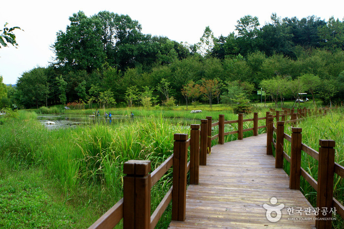 Mulhyanggi Arboretum (물향기수목원)