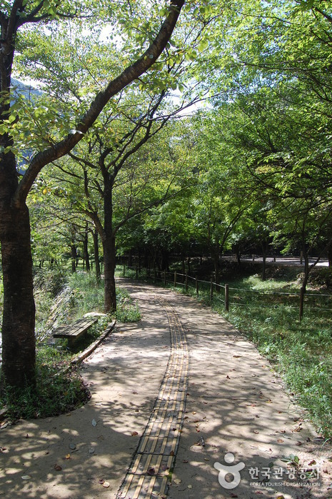 내장산국립공원 사진24