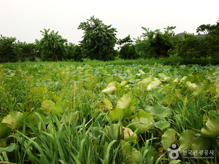 Borinara Hagwon Farm (보리나라 학원농장)