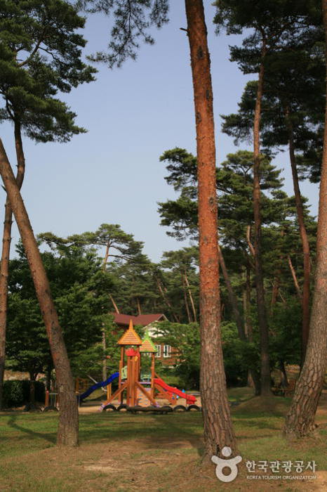 Anmyeondo Recreational Forest (안면도자연휴양림)