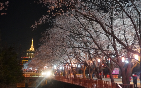 Gapyeong Eden Cherry Blossom Road Cherry Blossom Festival (가평 에덴벚꽃길 벚꽃축제)
