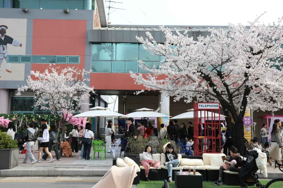 안동벚꽃축제