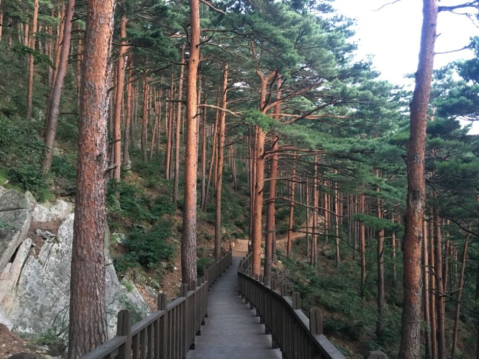 국립대관령치유의숲