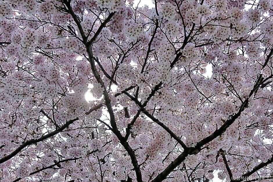 맹방 벚꽃길