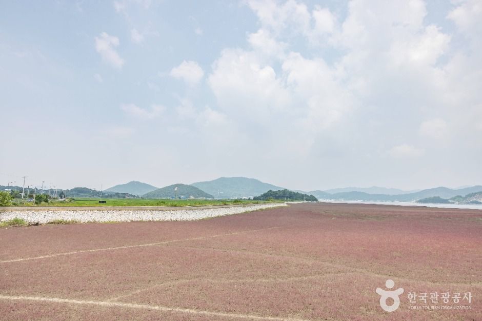 석모도 칠면초 군락지