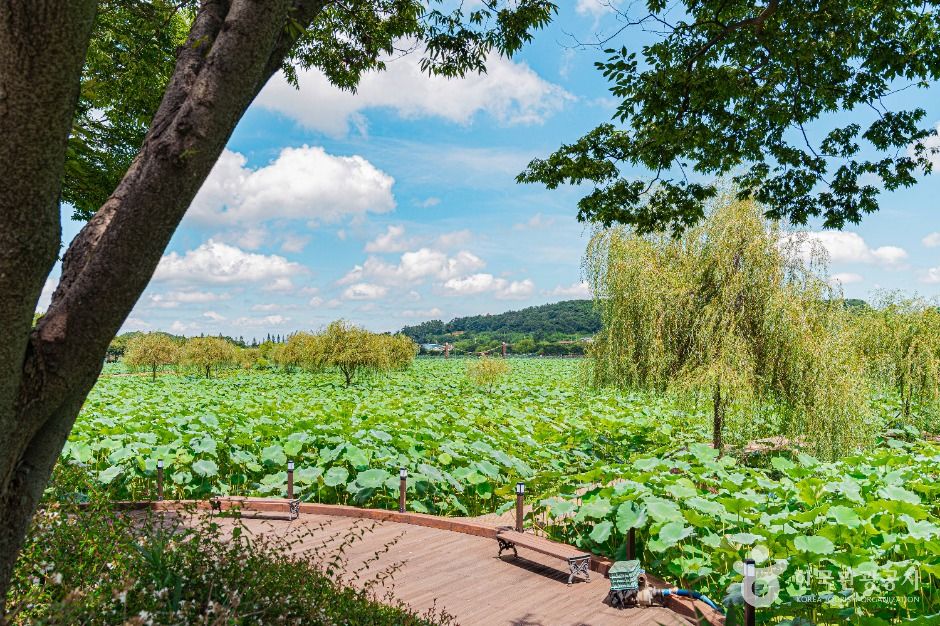 무안회산백련지