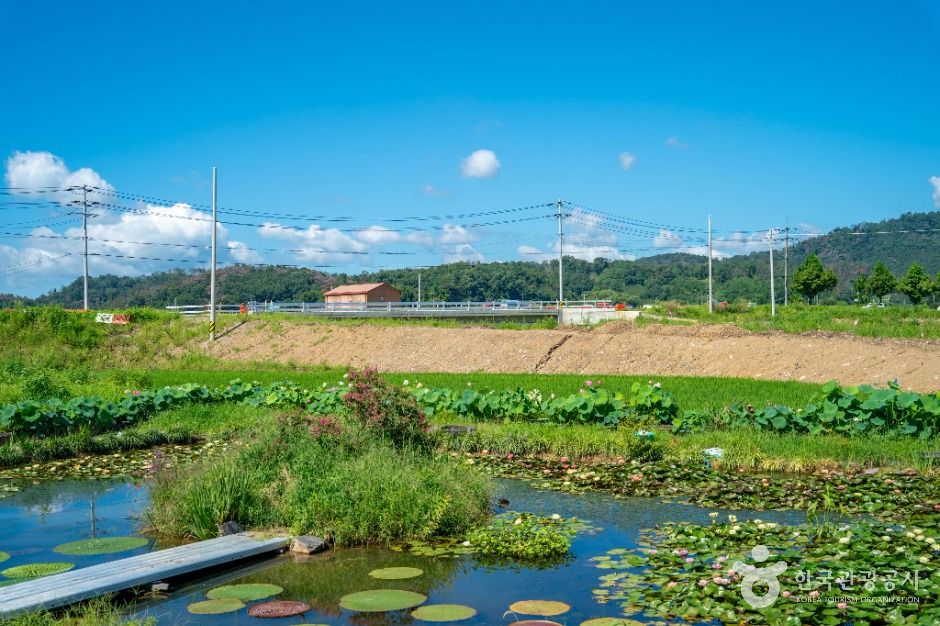 우포가시연꽃마을