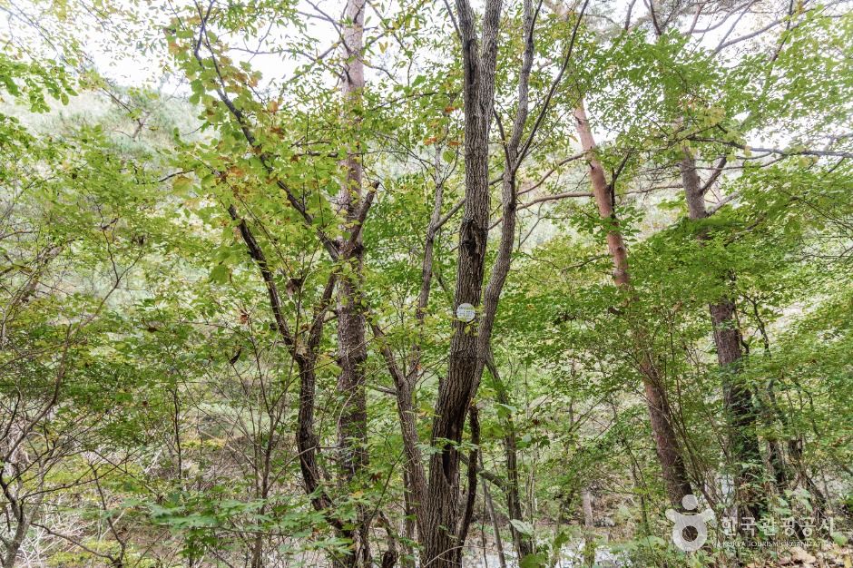 괴산 사담리 망개나무 자생지