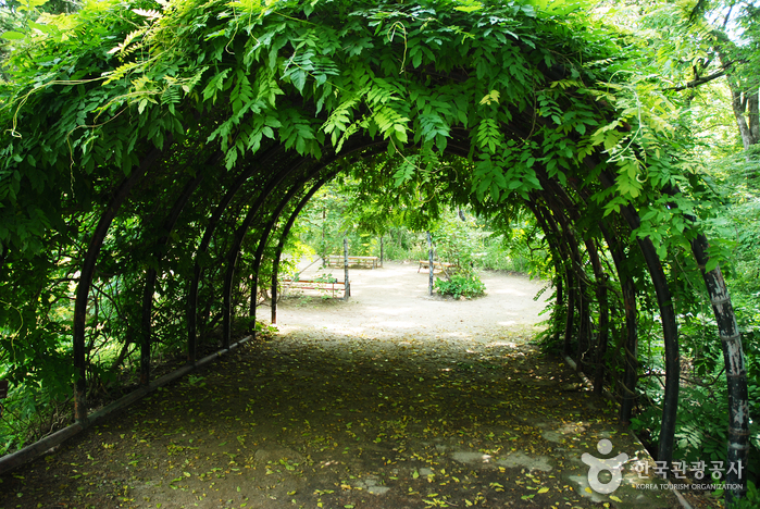 Korea National Arboretum and Forest Museum (국립수목원-구, 광릉수목원)