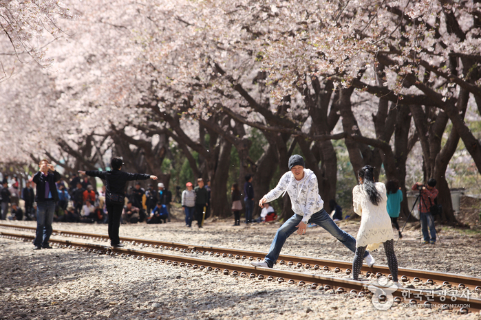 Route des cerisiers de la gare de Gyeonghwa (경화역 벚꽃길)5