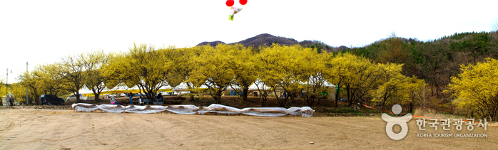 Icheon Sansuyu Village (이천 산수유마을)