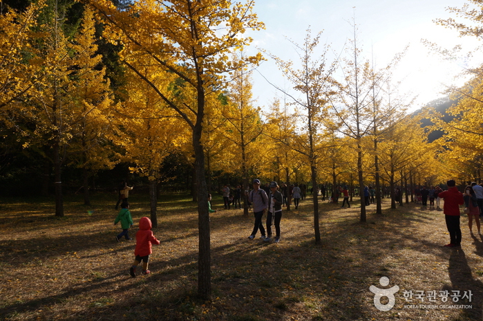 Hongcheon Ginkgo Forest (홍천 은행나무숲)