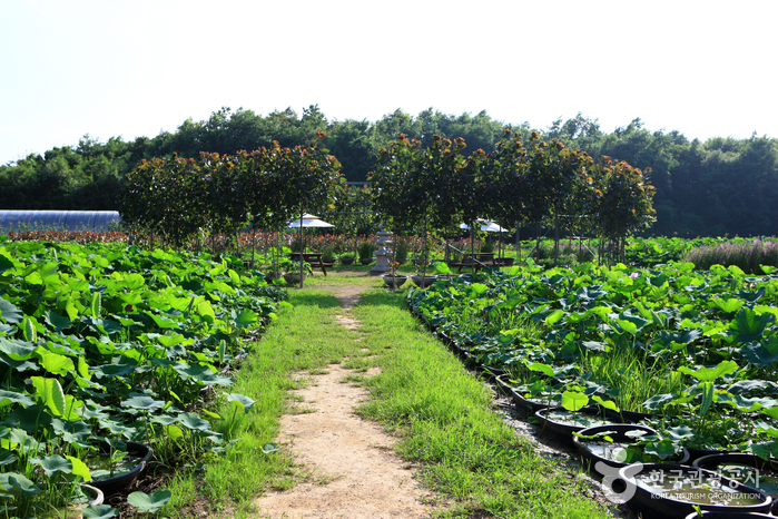 Cheongsan Arboretum (청산수목원)