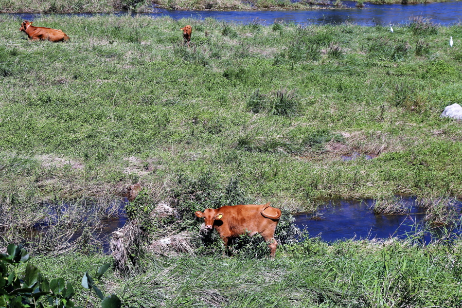 인월리를 굽이쳐 흐르는 광천에 목을 축이고 한가로이 풀을 뜯는 소