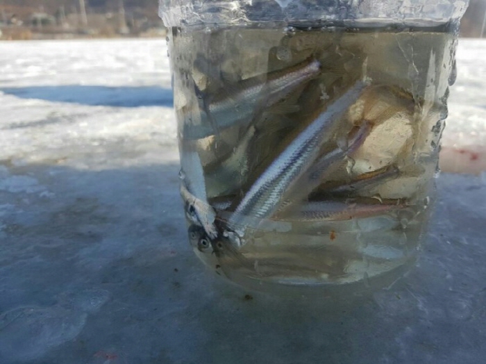 양평 산수유마을 빙어축제4