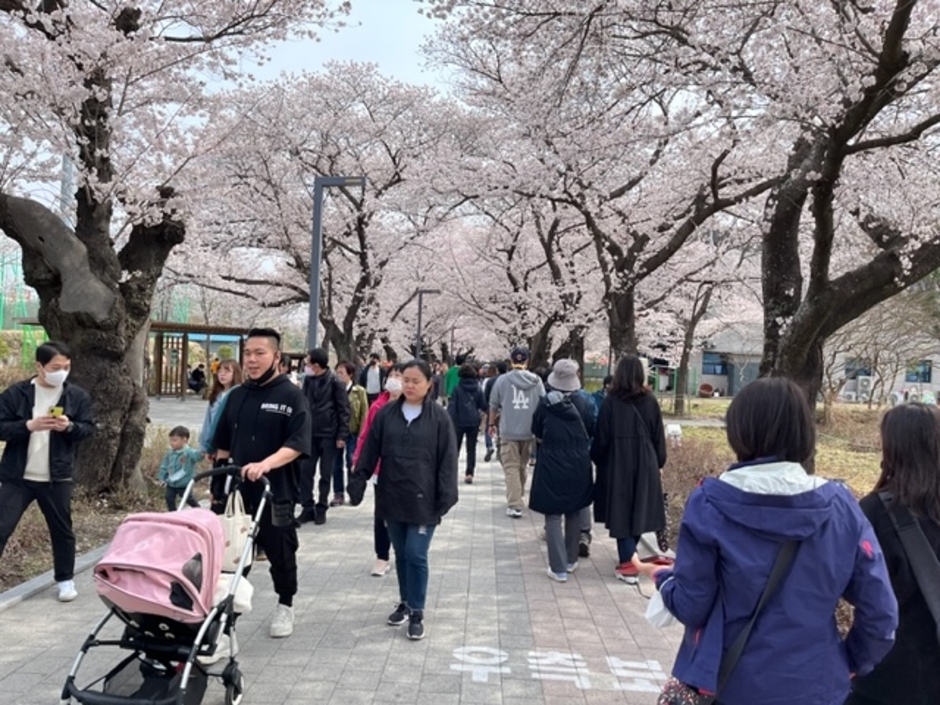 작천정벚꽃축제