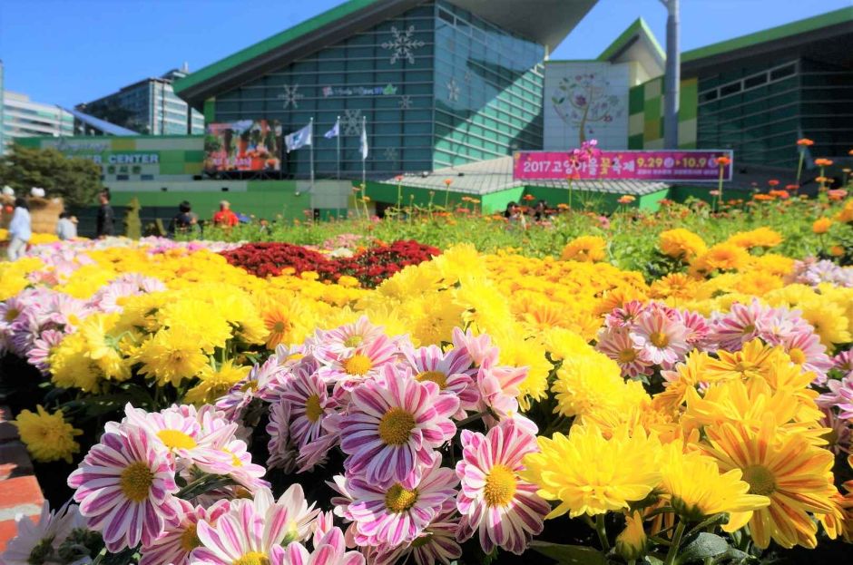 Festival de las Flores de Otoño de Goyang (고양가을꽃축제)