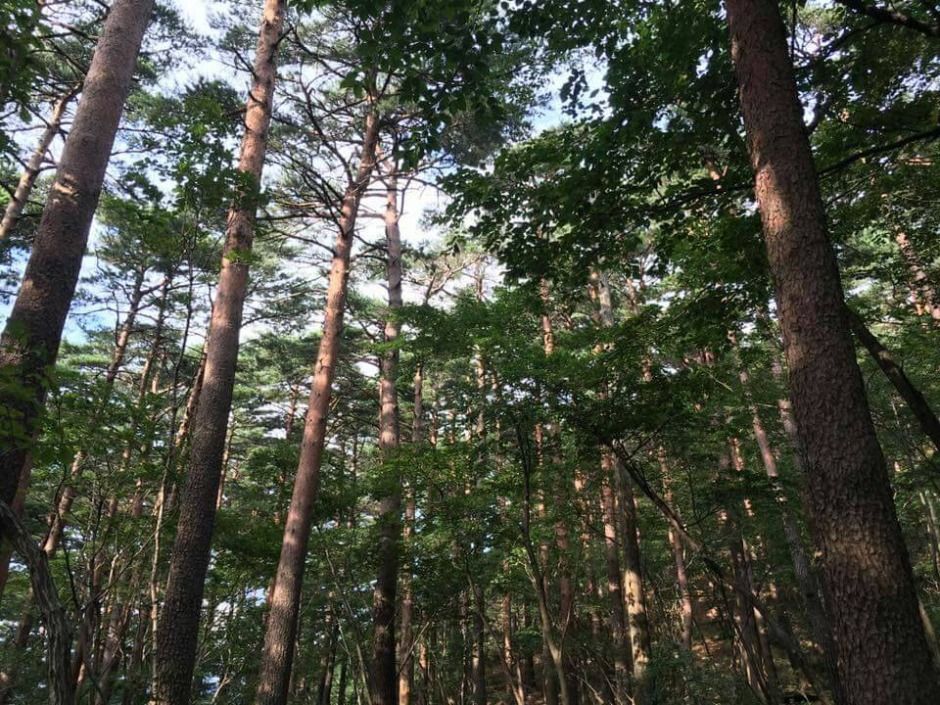 국립대관령치유의숲