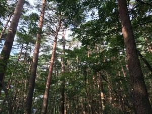 강릉_국립대관령치유의숲 (1)