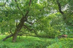 산청_산청 실매리 왕버드나무군(금포림) (5)