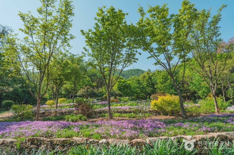대모산숲속야생화원