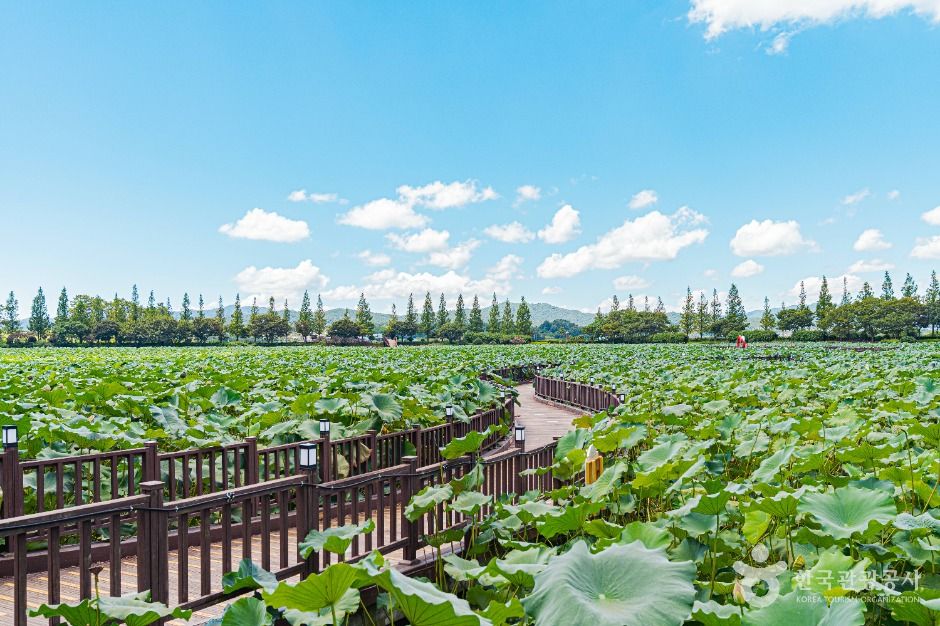 무안회산백련지