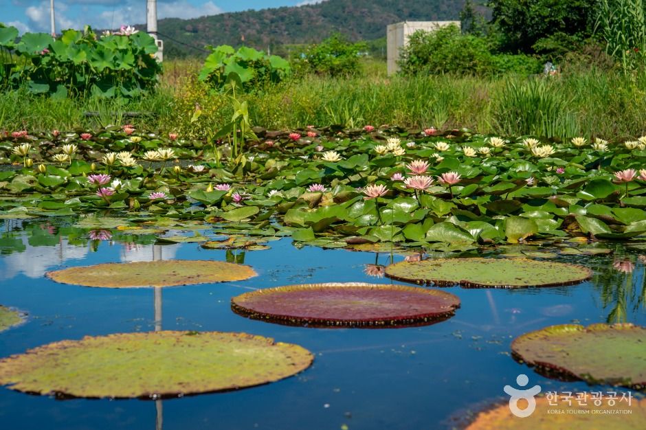 thumbnail-우포가시연꽃마을-2