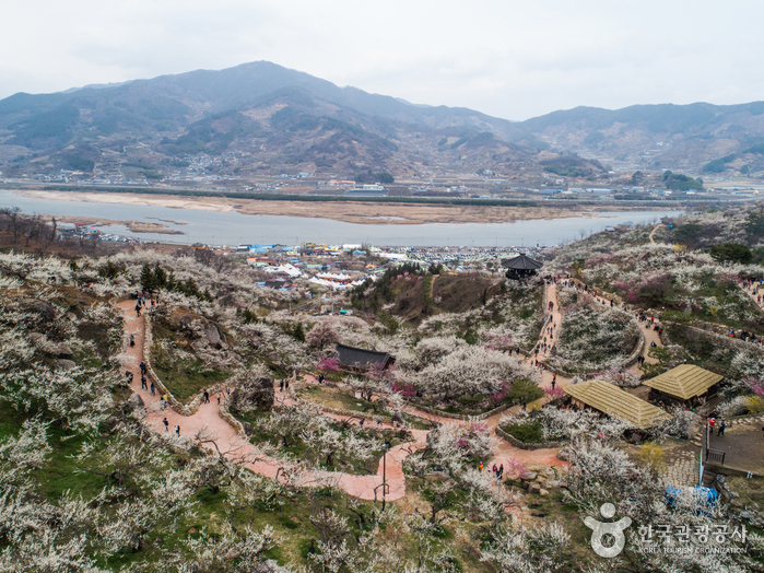 Village des Maehwa Seomjingang (섬진강 매화마을)3