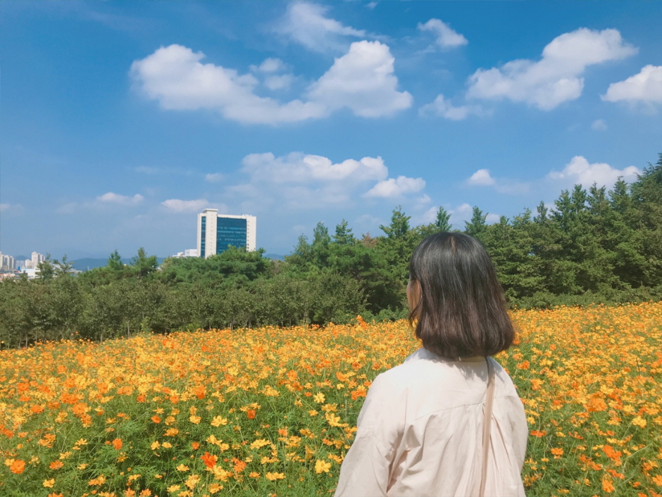 이월드 인생꽃 사진관  :  황화코스모스4