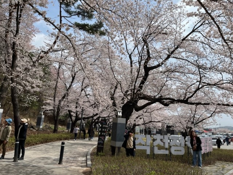 작천정벚꽃축제