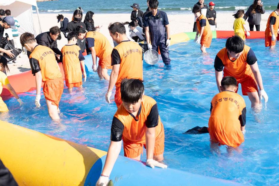 고성통일명태축제