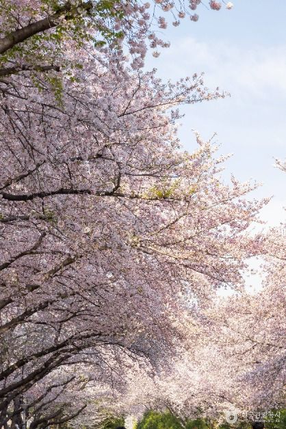 진해_경화역 벚꽃길 (12)