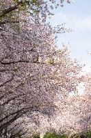 진해_경화역 벚꽃길 (12)