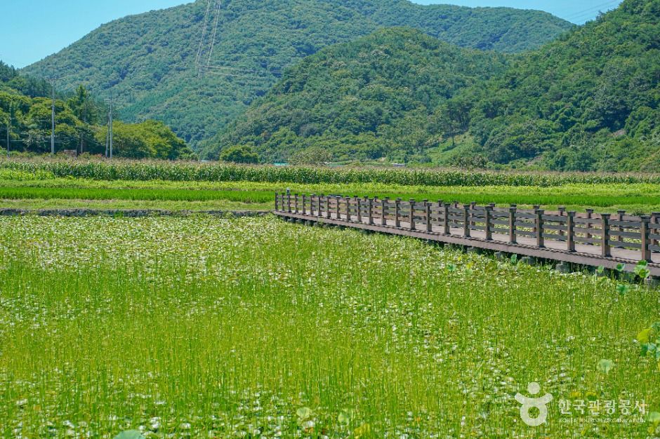 상리연꽃공원