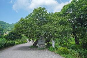 산청_산청 실매리 왕버드나무군(금포림) (6)