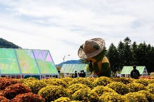 2025 인제가을꽃축제 1