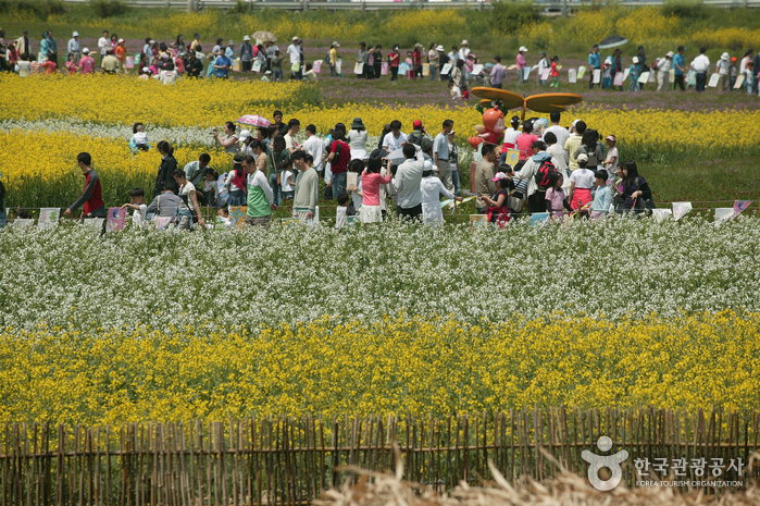 Hampyeong Butterfly Festival (함평 나비대축제) 