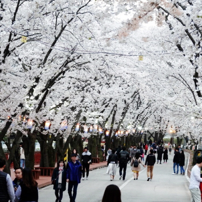 에덴벚꽃길 벚꽃축제4