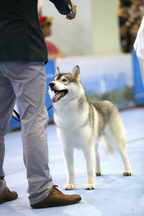 2023 익산 FCI 국제 도그쇼0