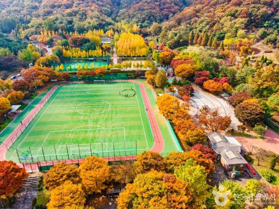 인천_원적산공원 은행나무숲 (20)