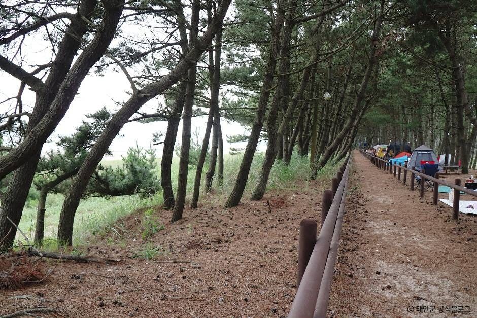 안면해수욕장