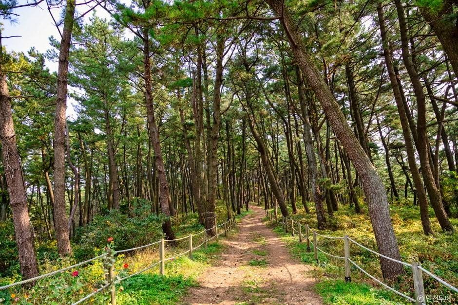 승봉산림욕장