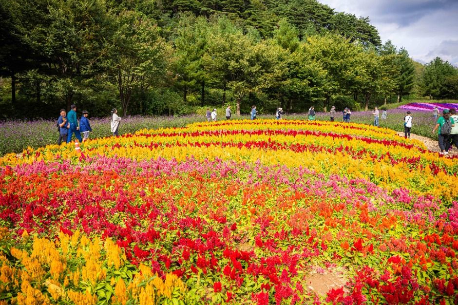 인제가을꽃축제